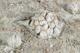 Crinoid (Dorycrinus) & Blastoid (Cryptoblastus) - Missouri #87313-3